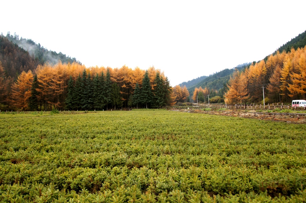 沙滩苗圃地.JPG 沙滩苗圃地.JPG
